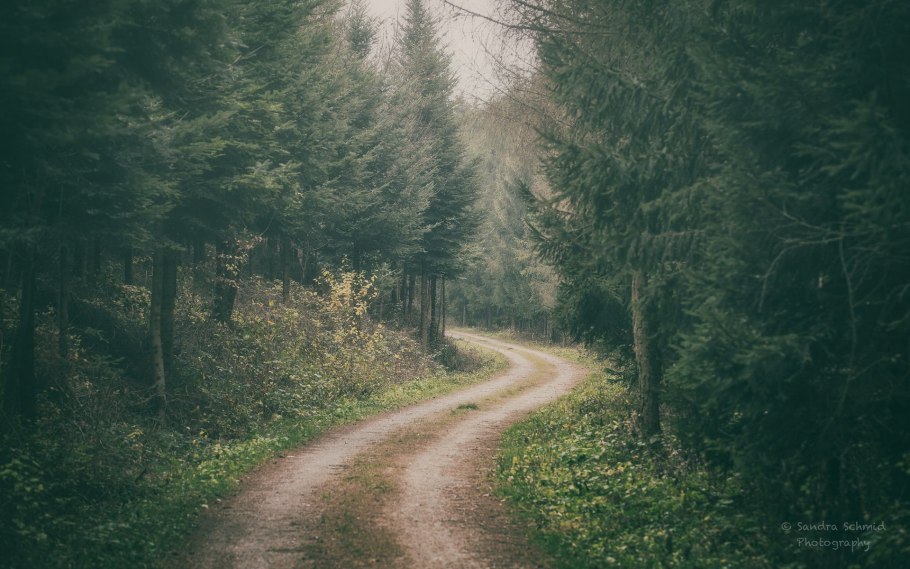 Лес вдалеке