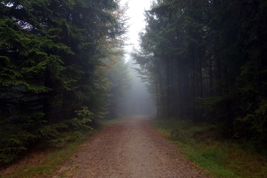 Лес и равнина