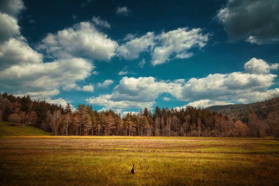 Поле и лес вдалеке