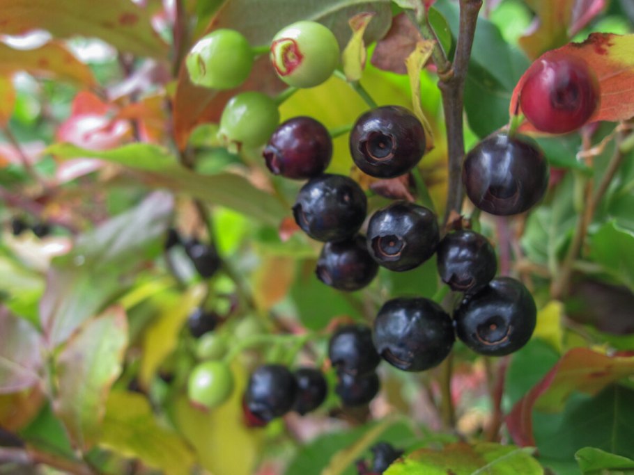 Черничник кавказский