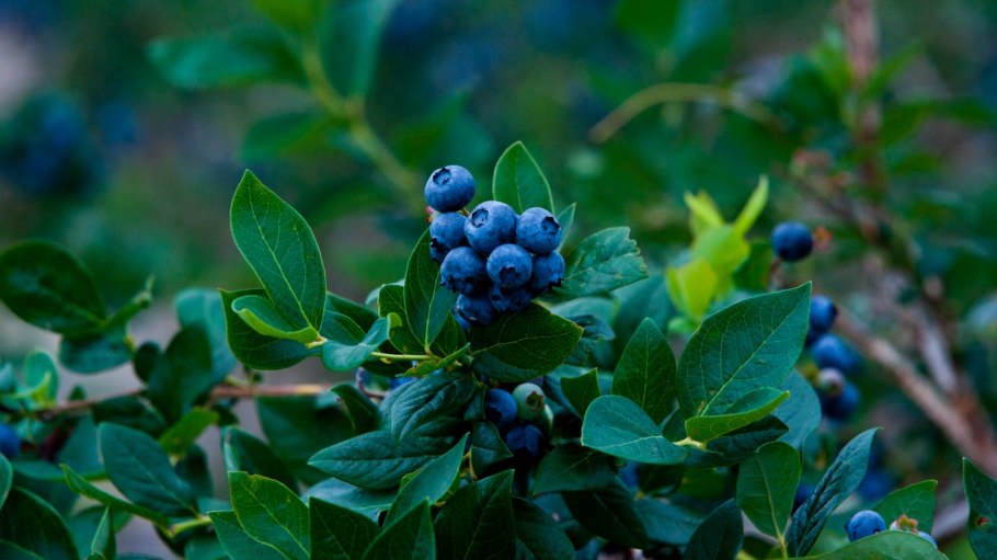 Черника Горная Кавказская