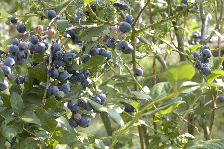 Голубика Кавказская