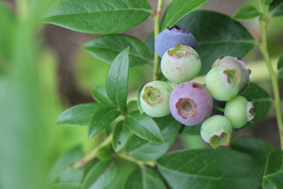 Черника (Vaccinium myrtillus)