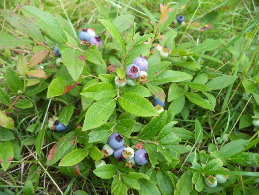Черника Горная Кавказская
