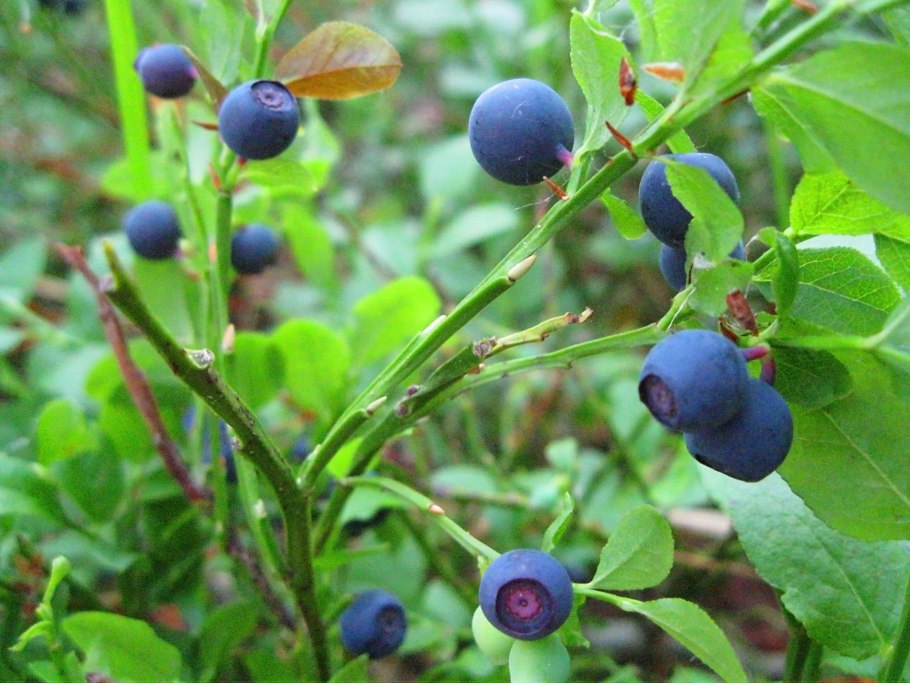 Сорт голубики Голдтраубе 71