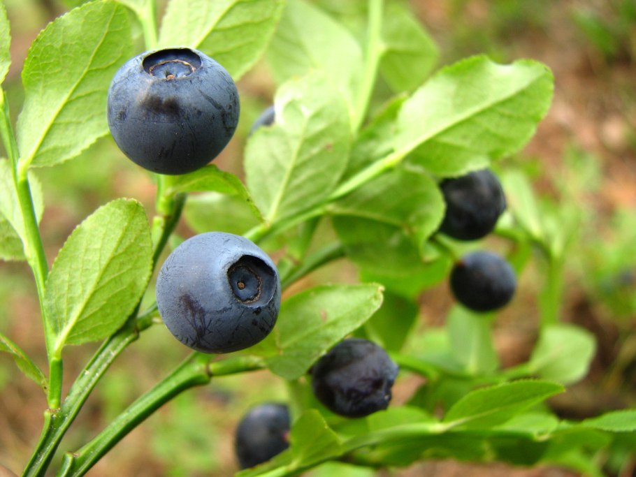 Черника Высокогорная