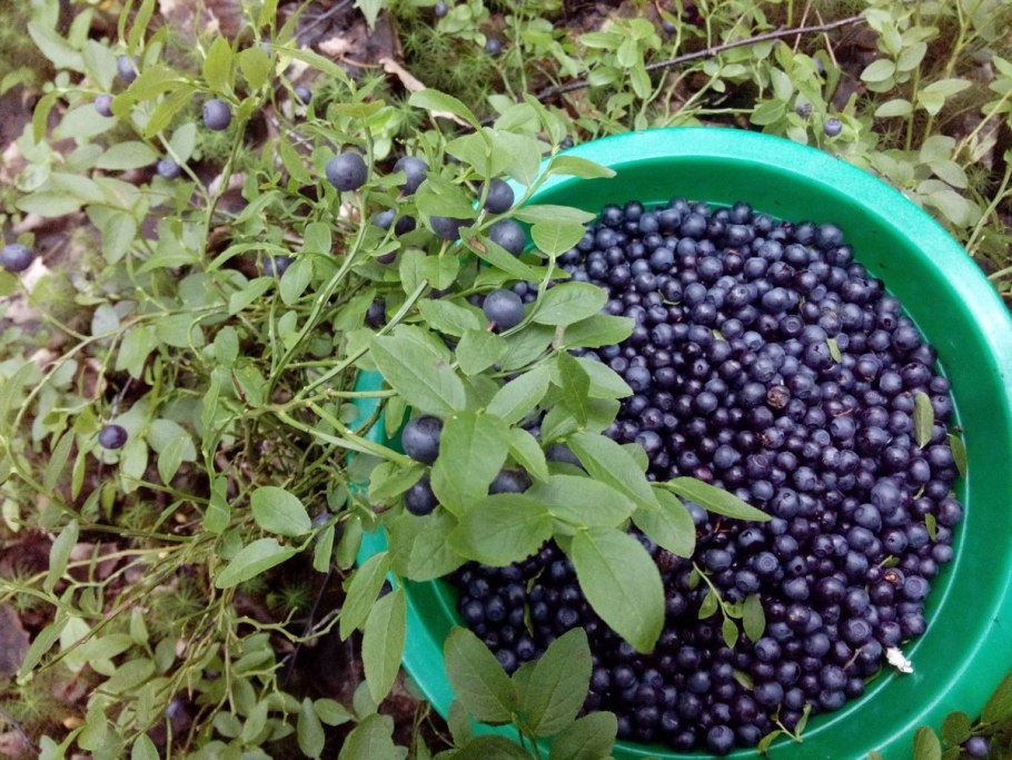 Ива Черничная