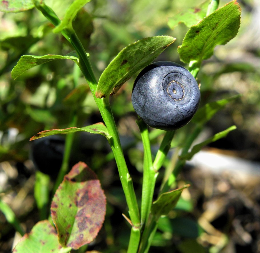 Черника Кавказская цветки