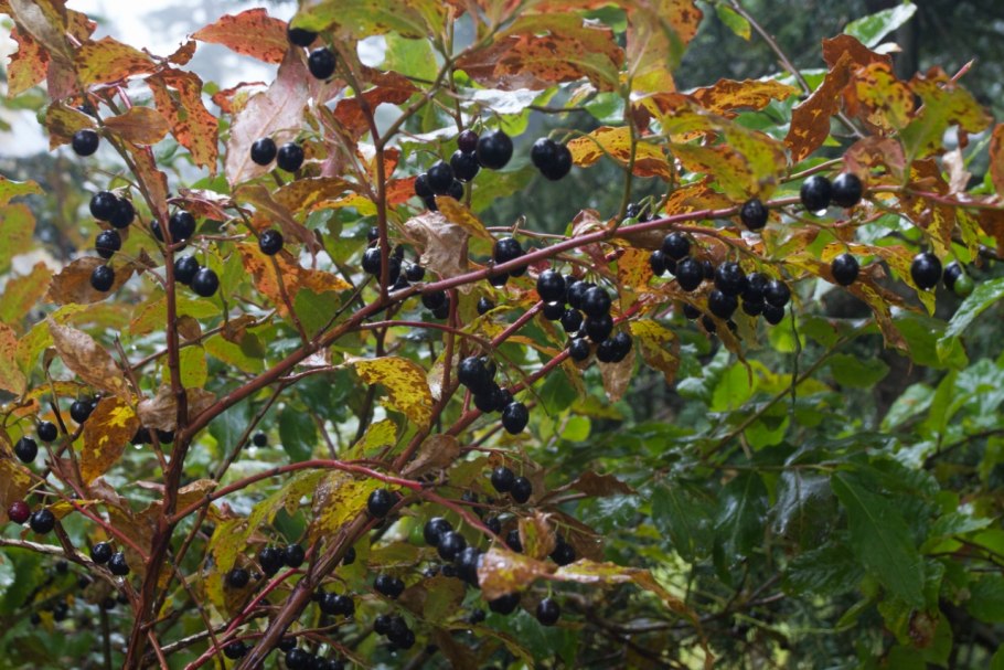 Черника на Кавказе