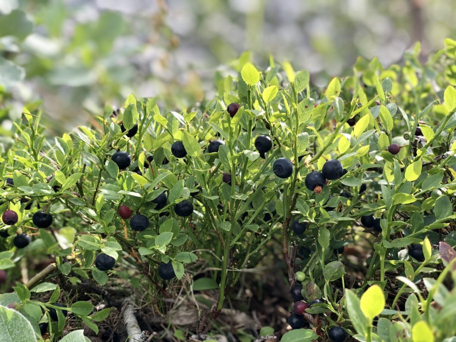 Черника Кавказская куст