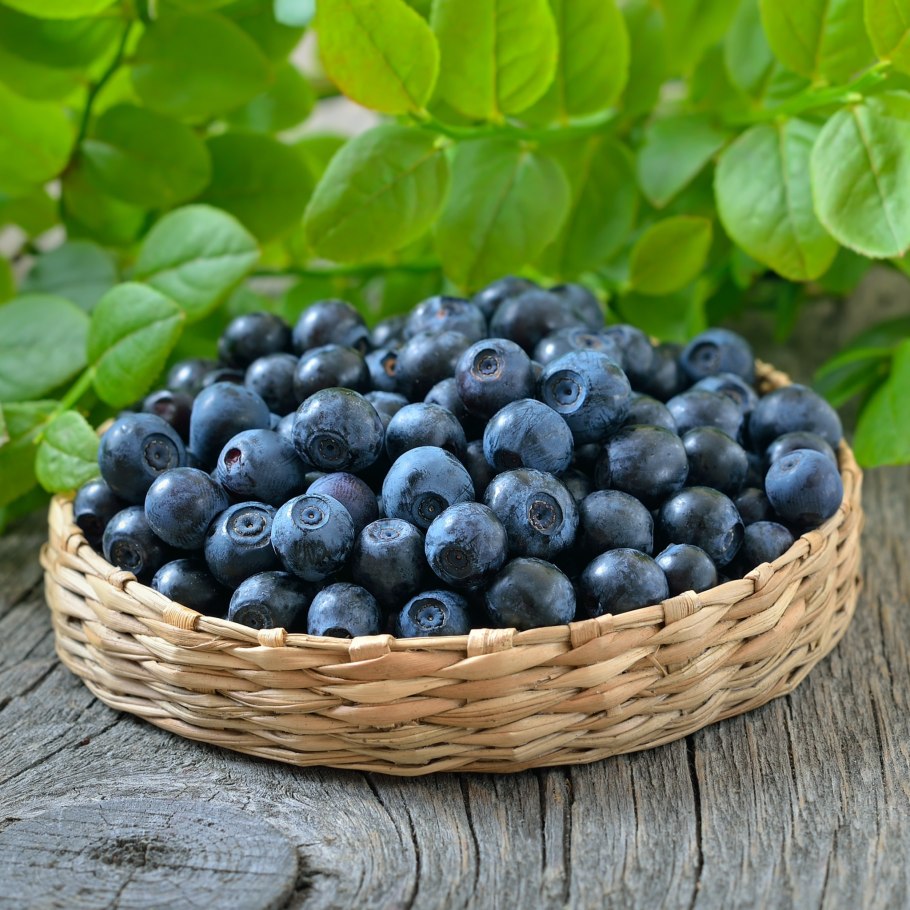 Черника Высокогорная