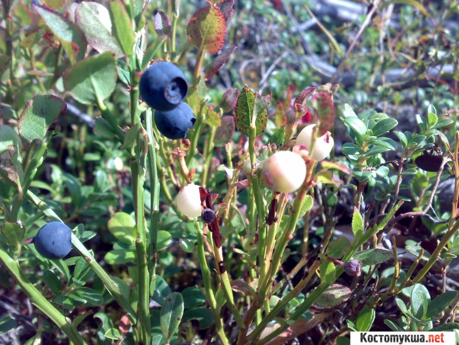 Черника на кольском полуострове