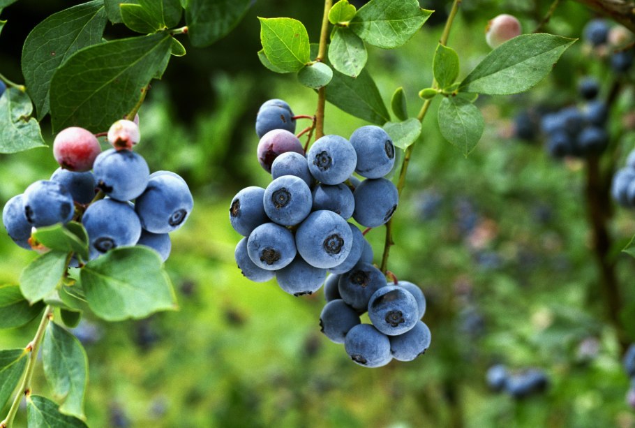 Черника Кавказская дерево