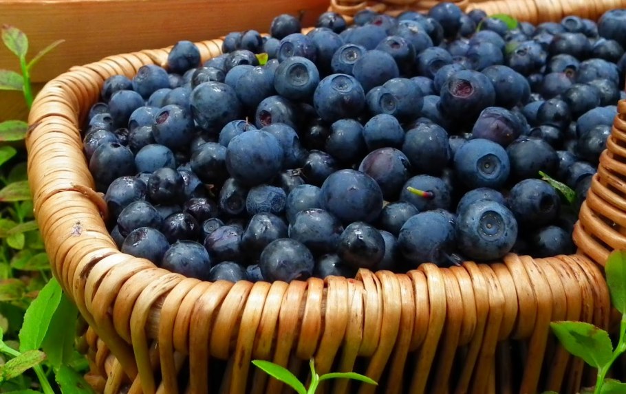 Голубика прутьевидная