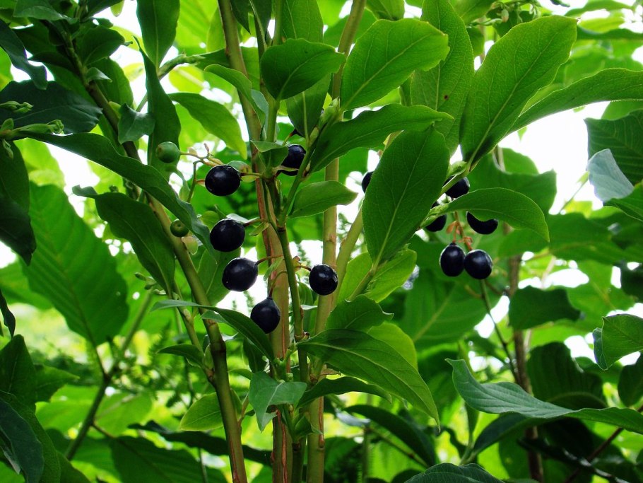 Черника Кавказская Vaccinium Arctostaphylos