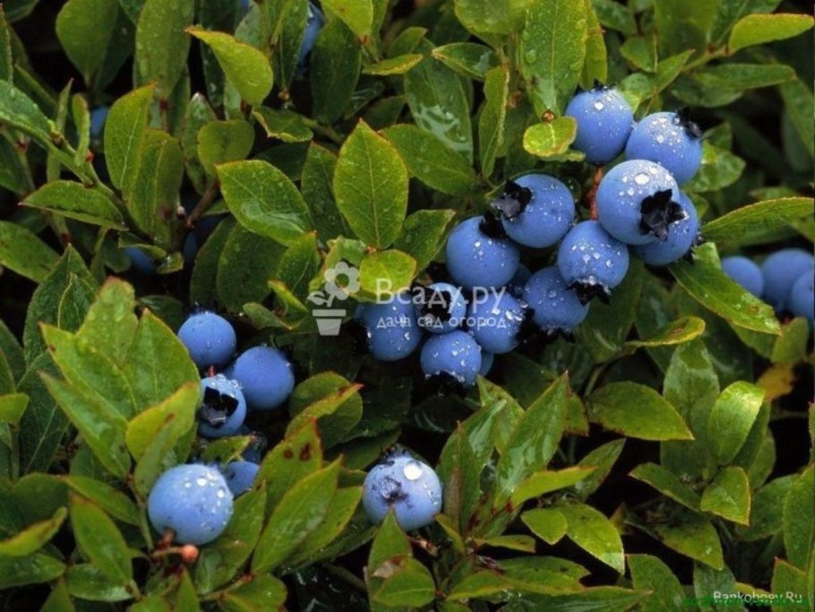 Голубика Эрлиблю