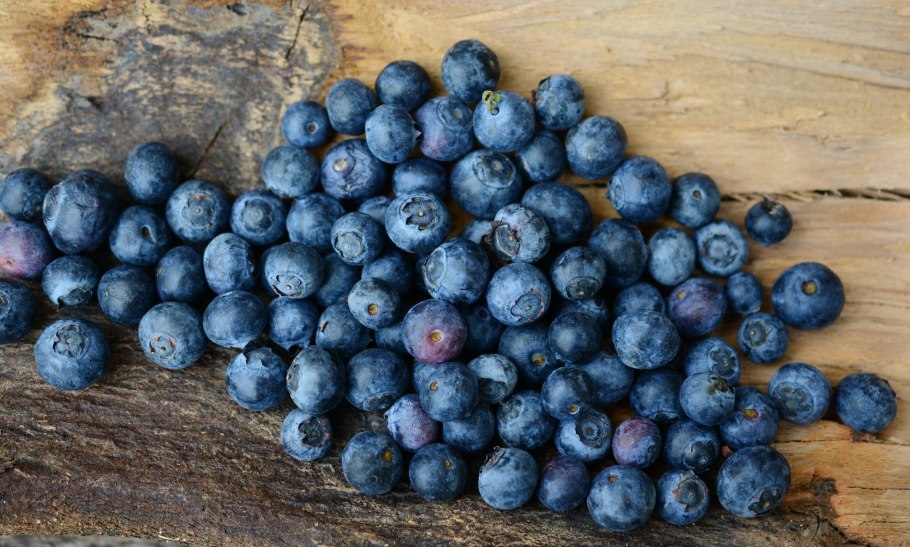 Черника и голубика