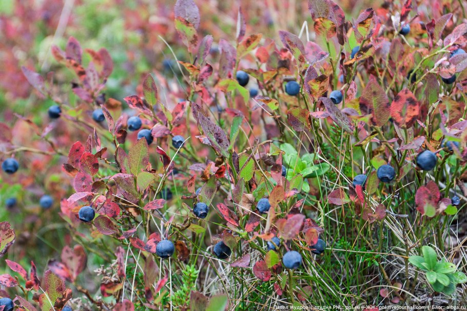 Горная черника