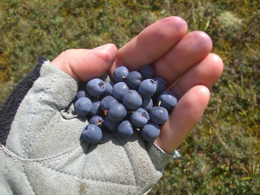 Черника Кавказская Плантариум