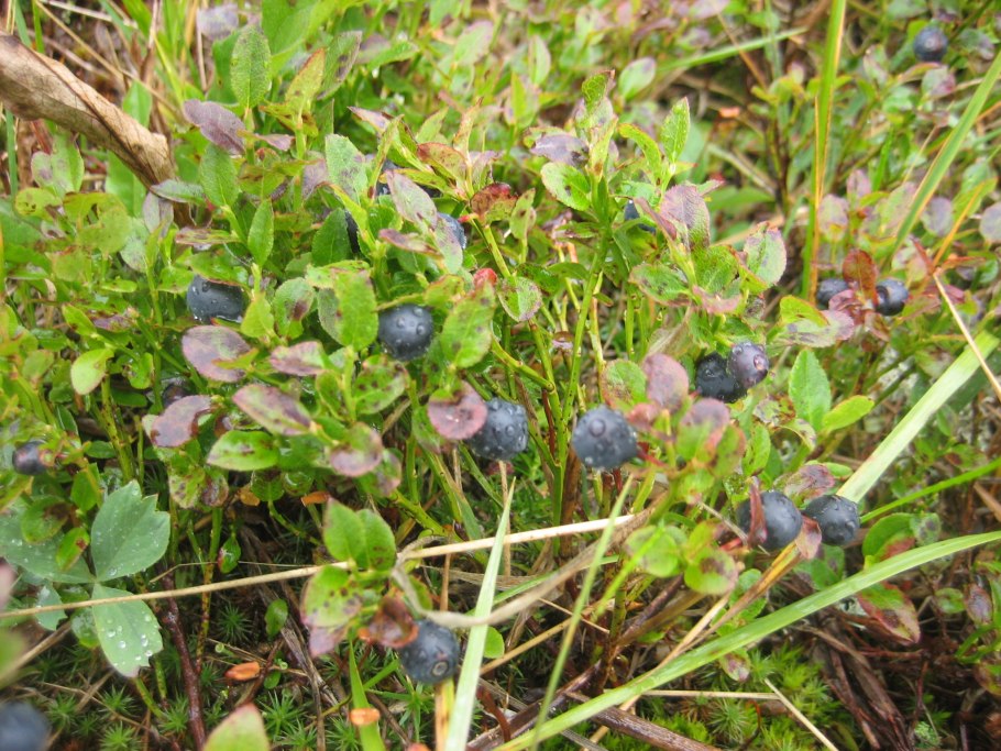 Черника Хибины