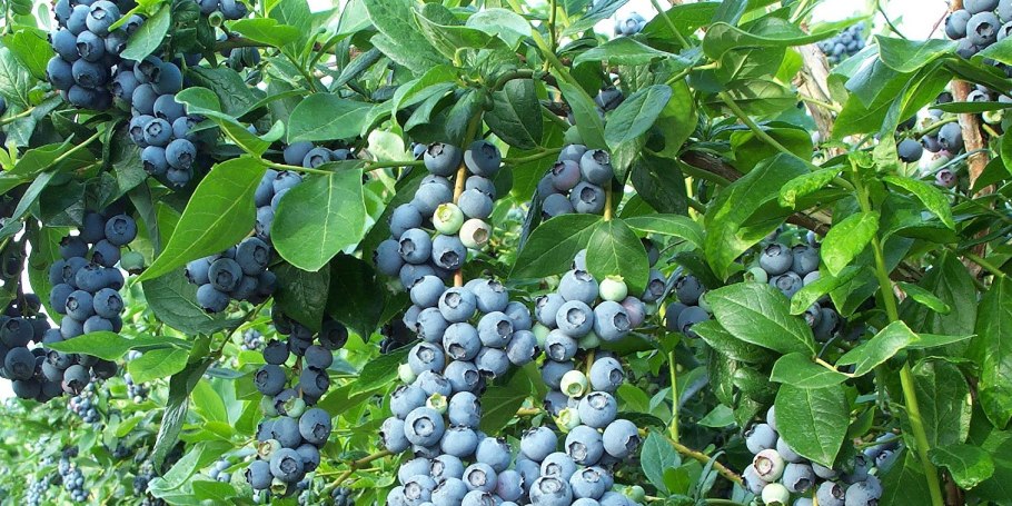 Голубика садовая на урале