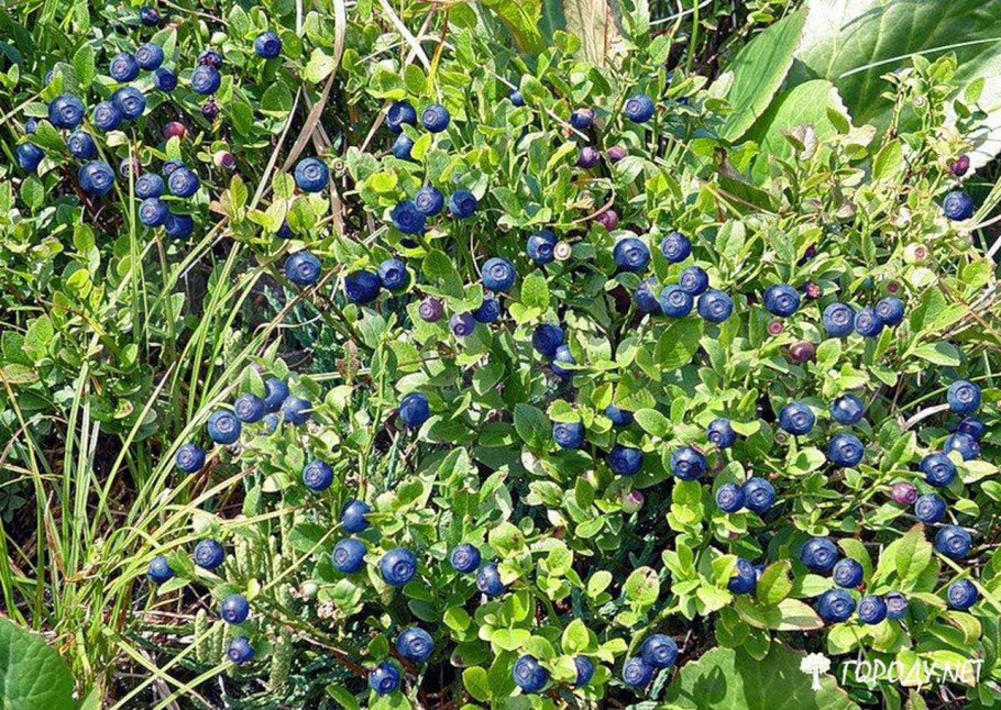 Черника кустарничек