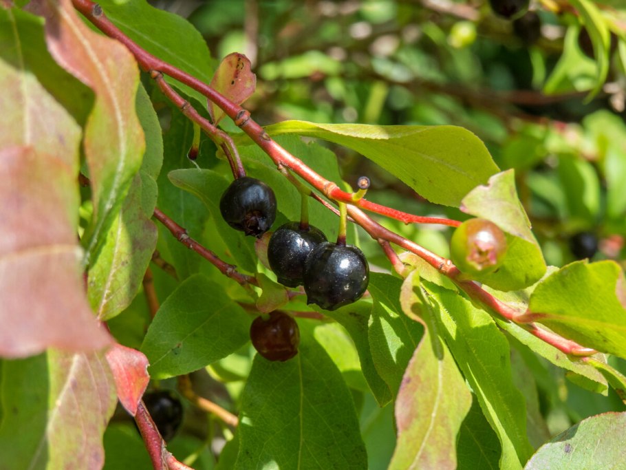 Черника Кавказская куст
