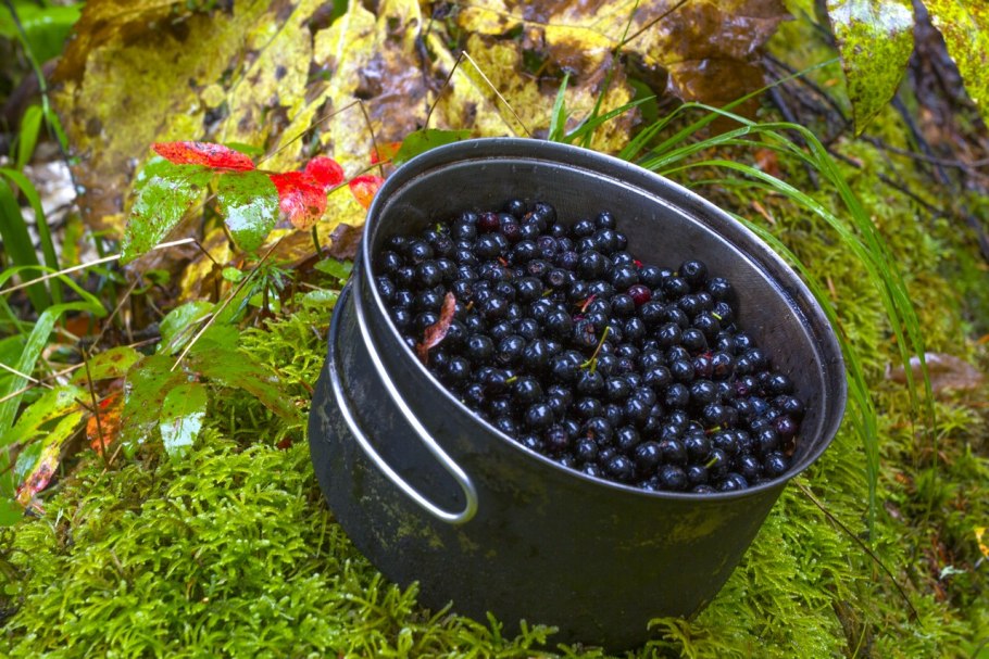 Черника миртолистная