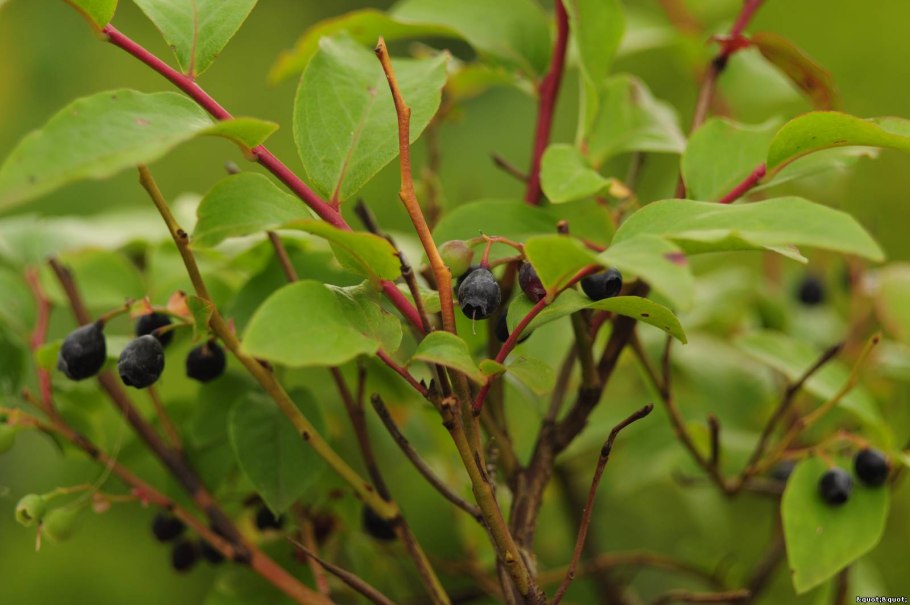 Черника Горная Кавказская