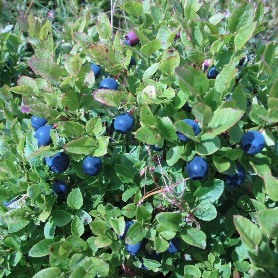 Вакциниум Гекльберри