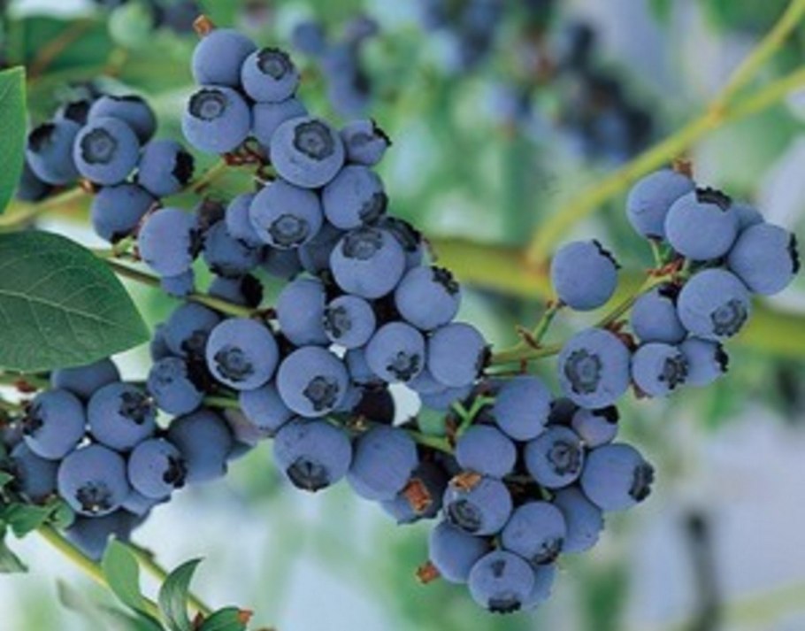 Голубика высокорослая голдтраубе