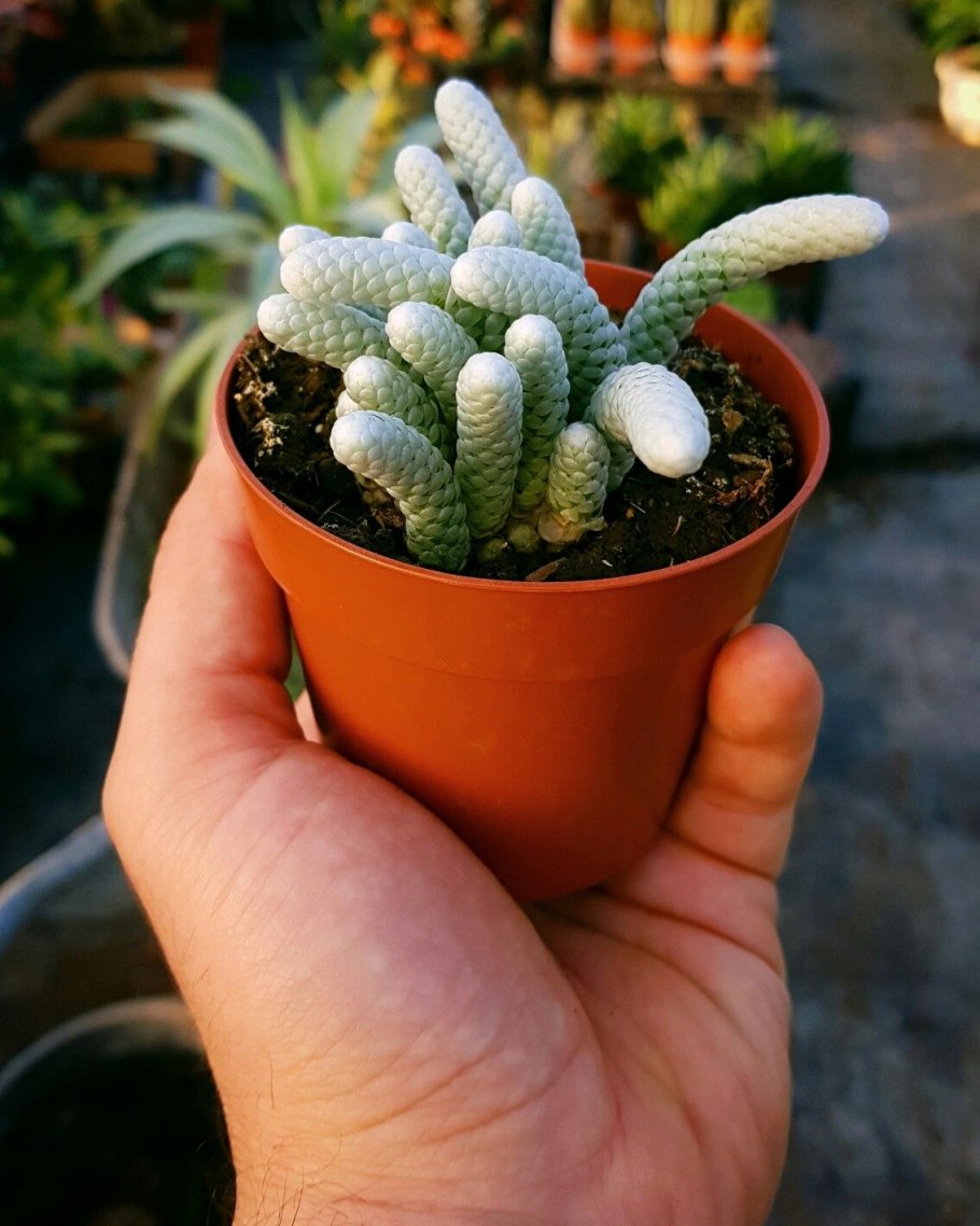 Авония альбиссима