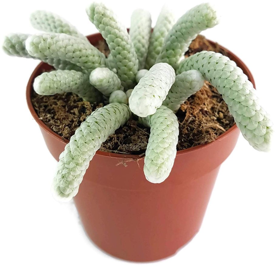 Суккулент Avonia papyracea