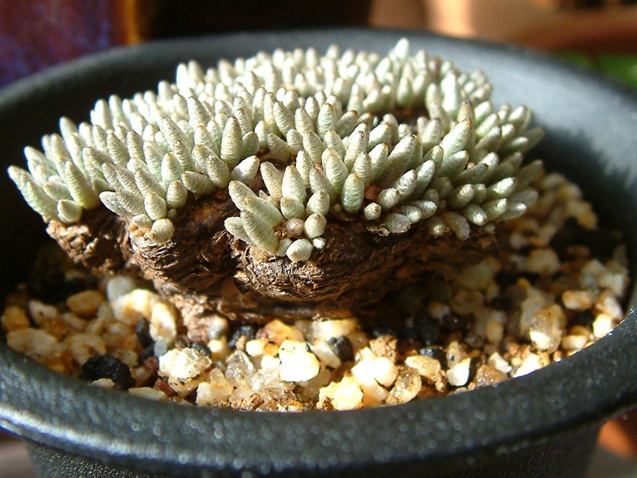 Avonia quinaria SSP alstonii
