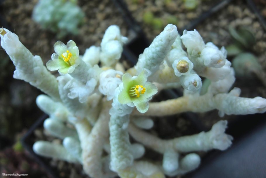 Суккулент Avonia quinaria"