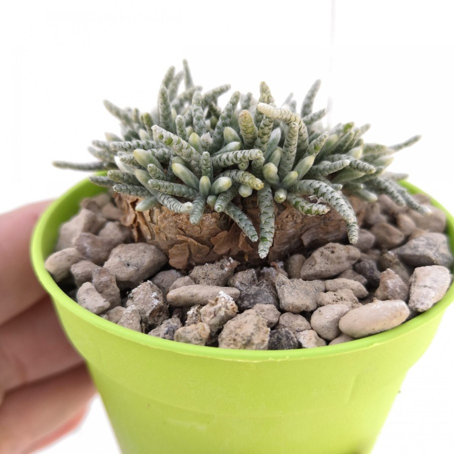 Авония quinaria