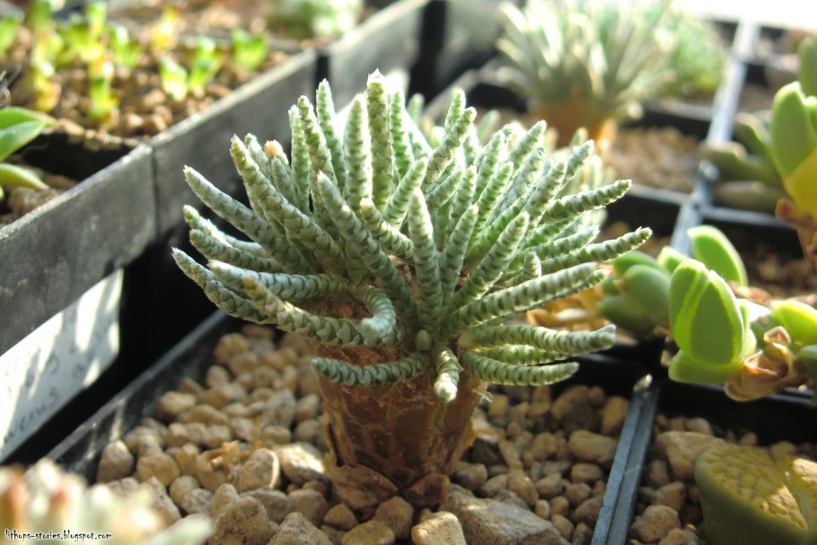 Авония papyracea (суккулент)