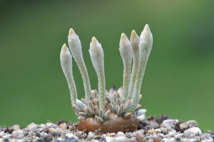 Авония Альстона