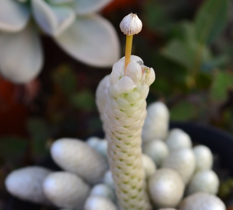 Авония papyracea