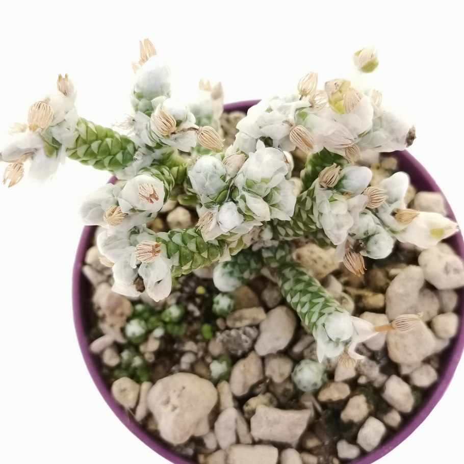 Авония альстони фото