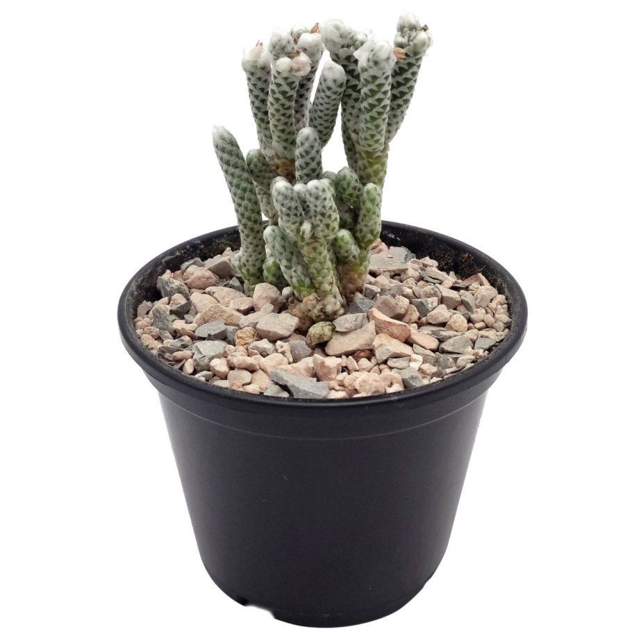 Авония бумажная