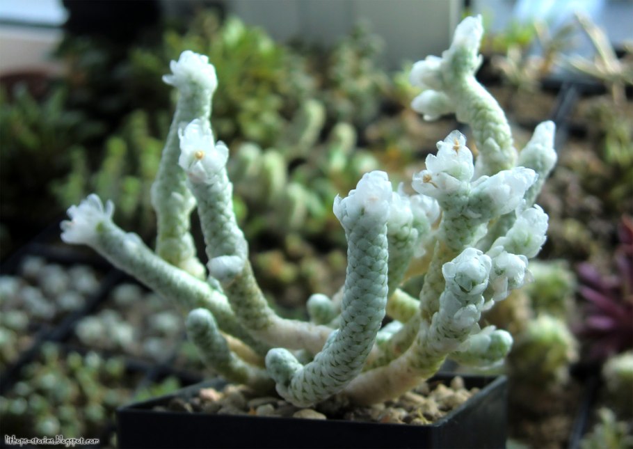 Авония ГРИСЕА