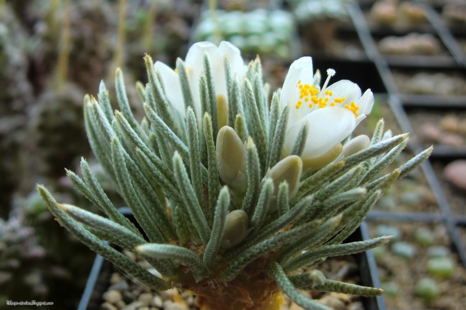 Авония намагуенсис