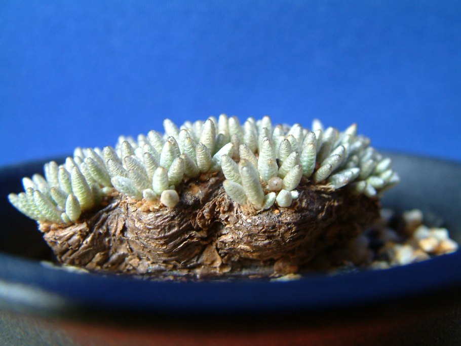 Avonia quinaria alstonii