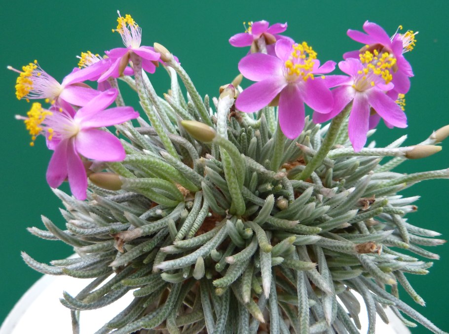 Авония альбиссима