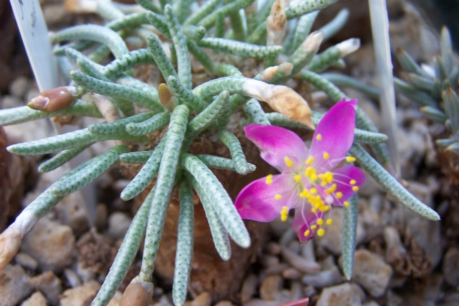 Авония альстрони "сеянцы"