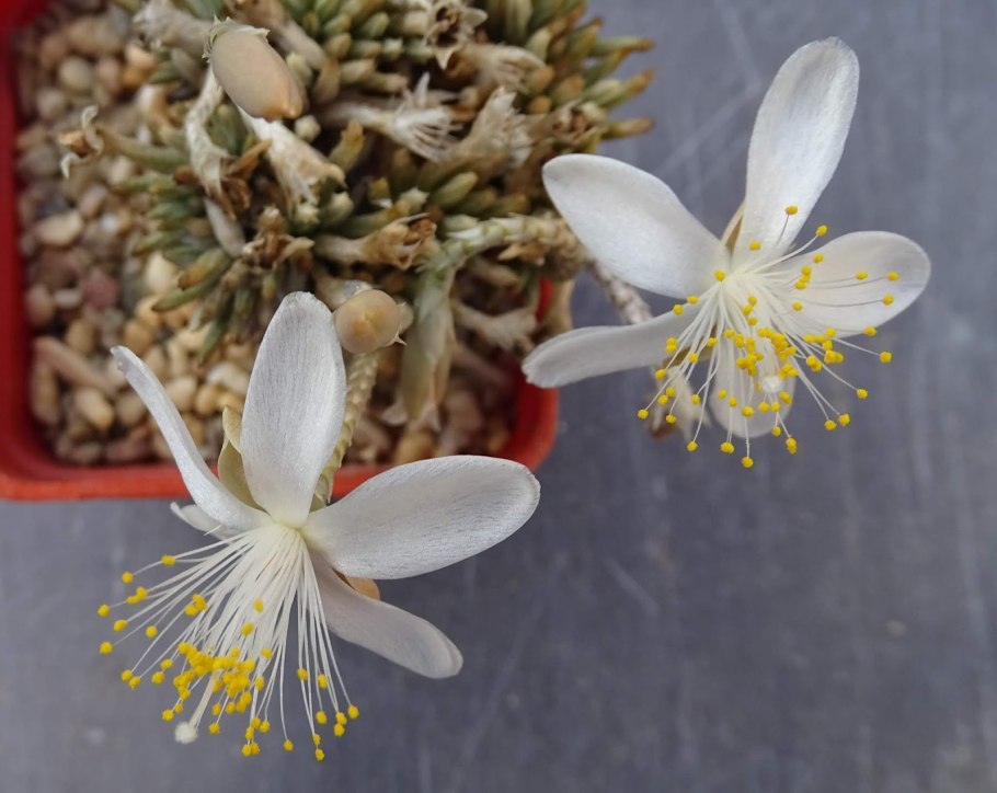 Тонкое растение