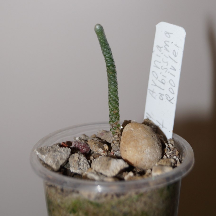 Авония альстони