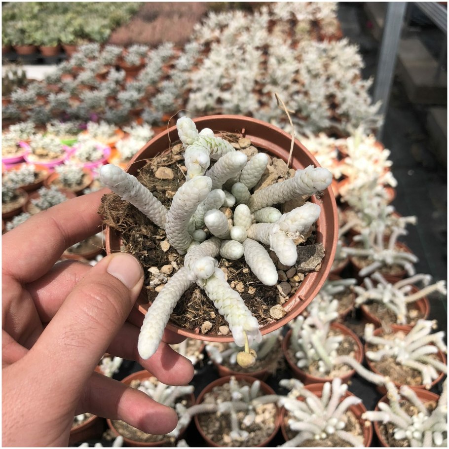 Кактус Рапунцель