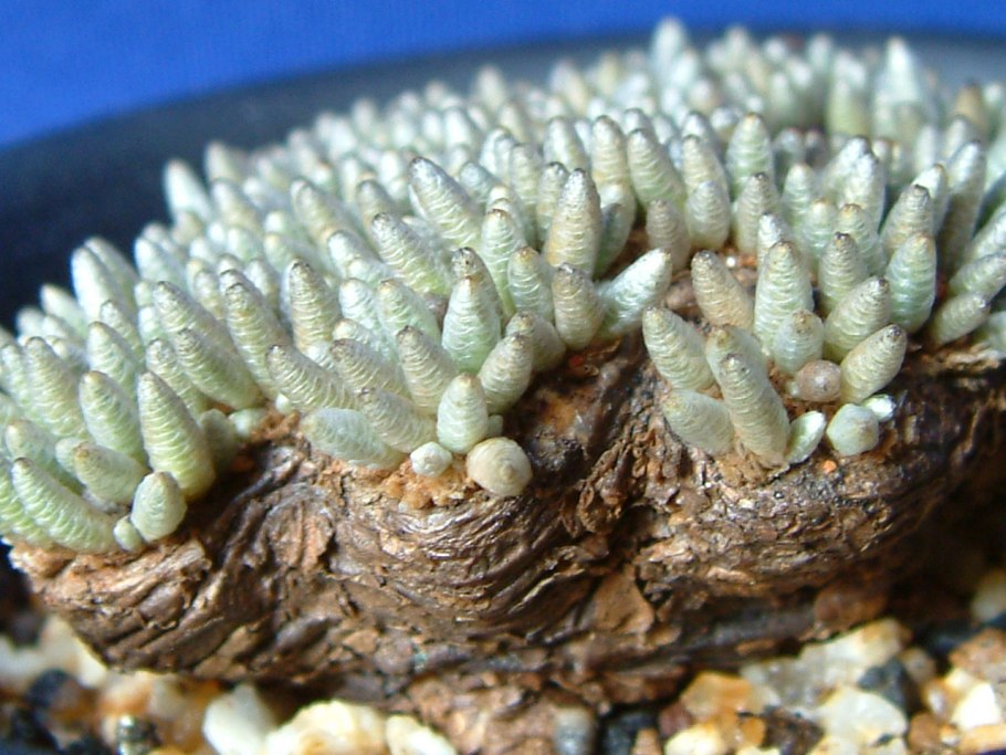 Анакампсерос Альстона